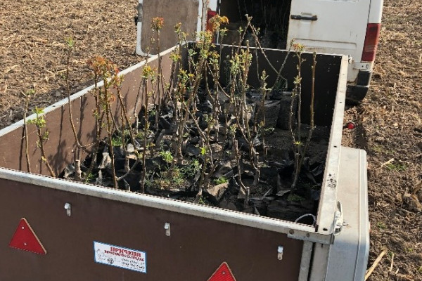 Ореховый сад в Киевской области